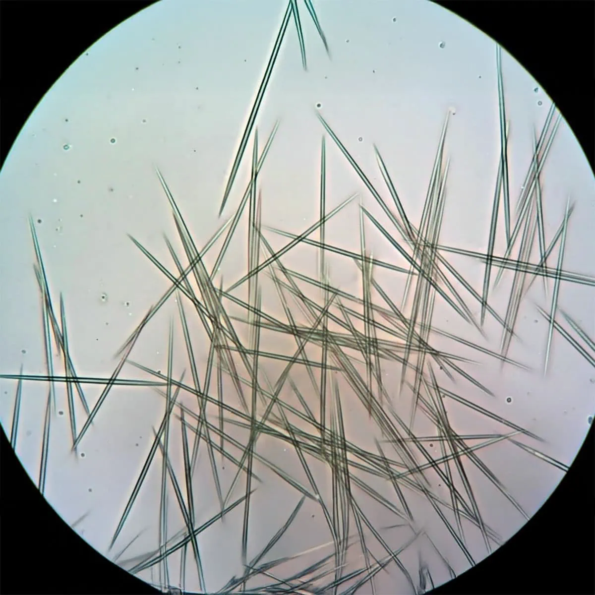 Is ZZ Plant Toxic to Cats and Dogs? 4-Step Emergency Protocol