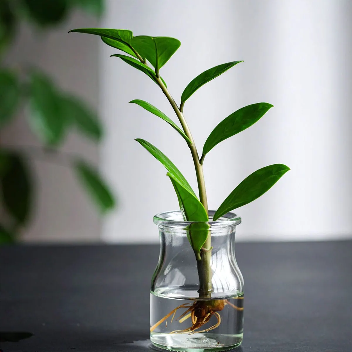 How to Propagate a ZZ Plant: 3 Easy Methods (Full Guide)