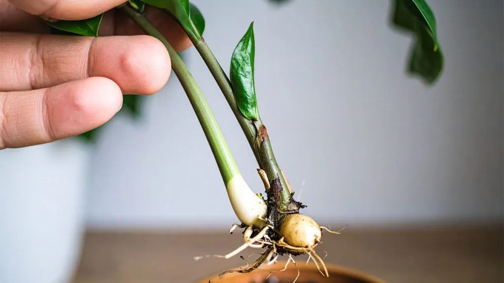 garlic bulbs for planting Music Hardneck Seed Garlic main image 0