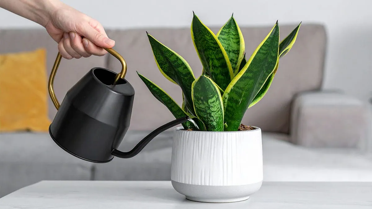 How Often to Water a Snake Plant: My 2-Step Painless Fix
