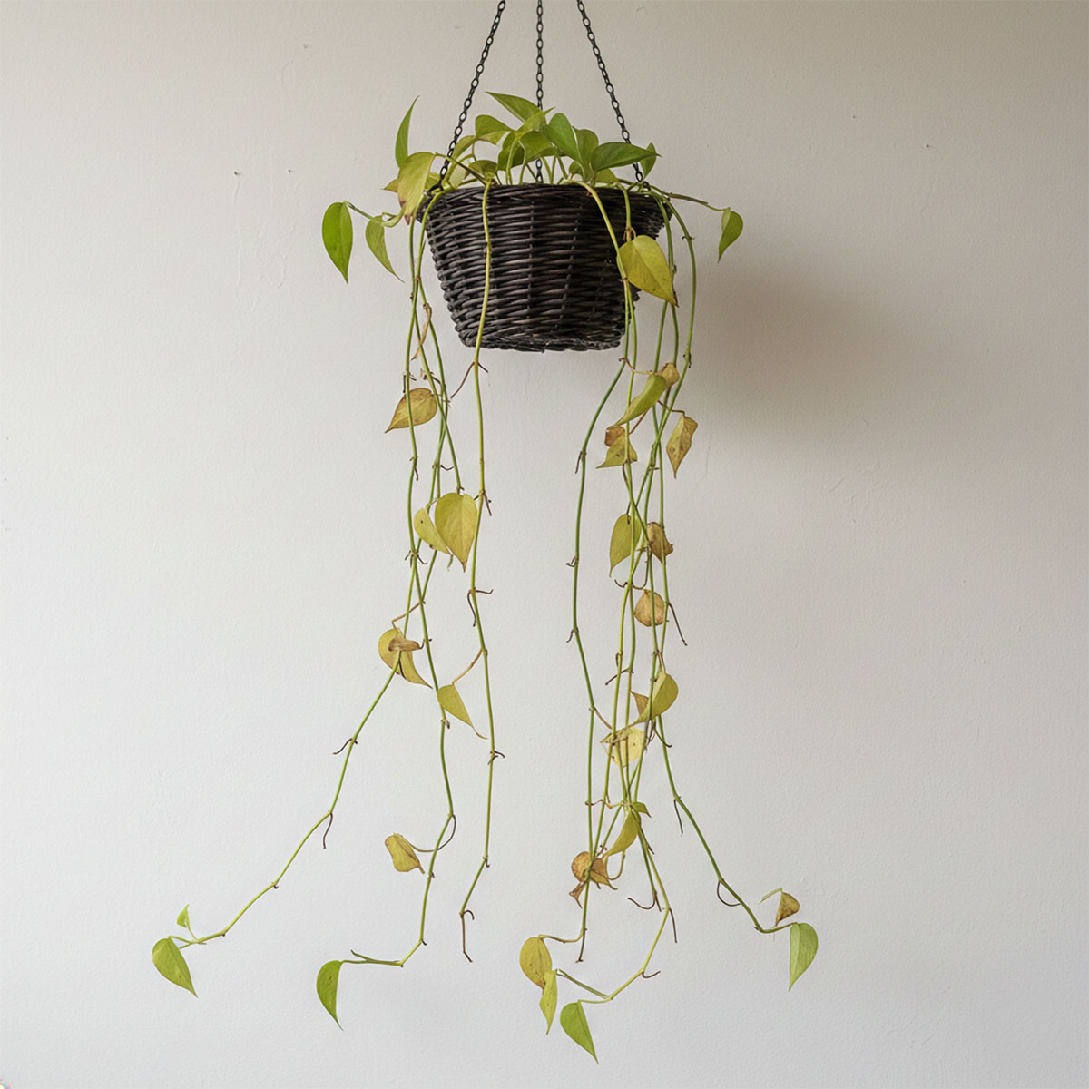 hawaiian pothos Giant Hawaiian Pothos – We Are Plant Lovers main image 1
