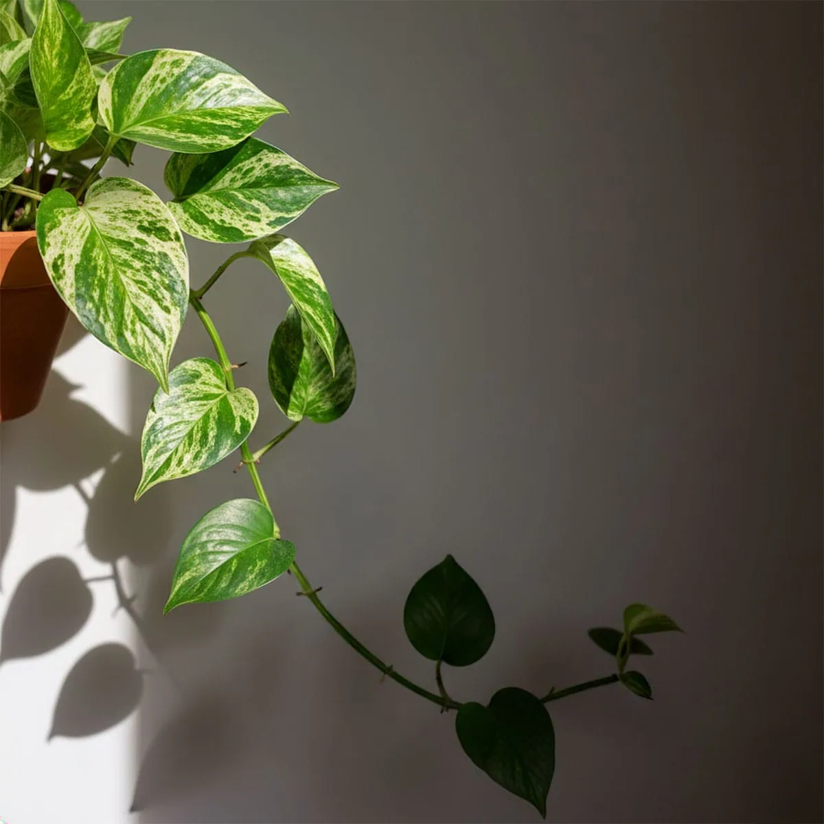 A single vine showing old variegated leaves versus new solid green leaves, depicting pothos losing variegation.
