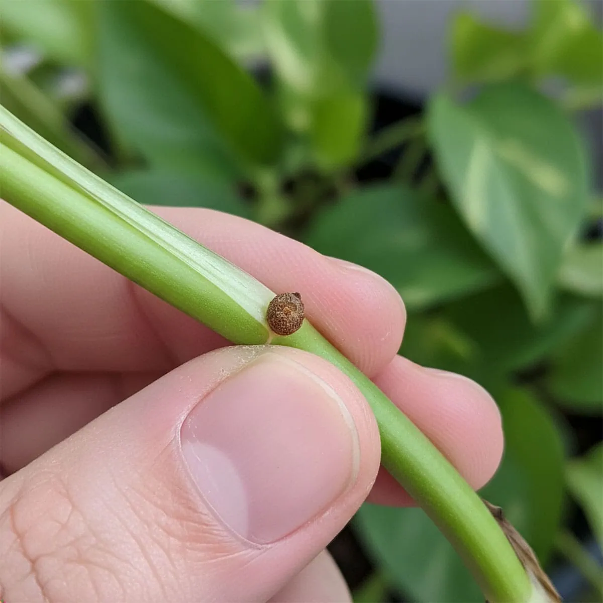 How to Propagate Pothos: My 3 Easy Methods (Step-by-Step)