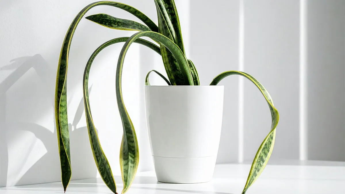 Snake Plant Drooping Leaves? 5-Step Best Fix (Rescue Guide)