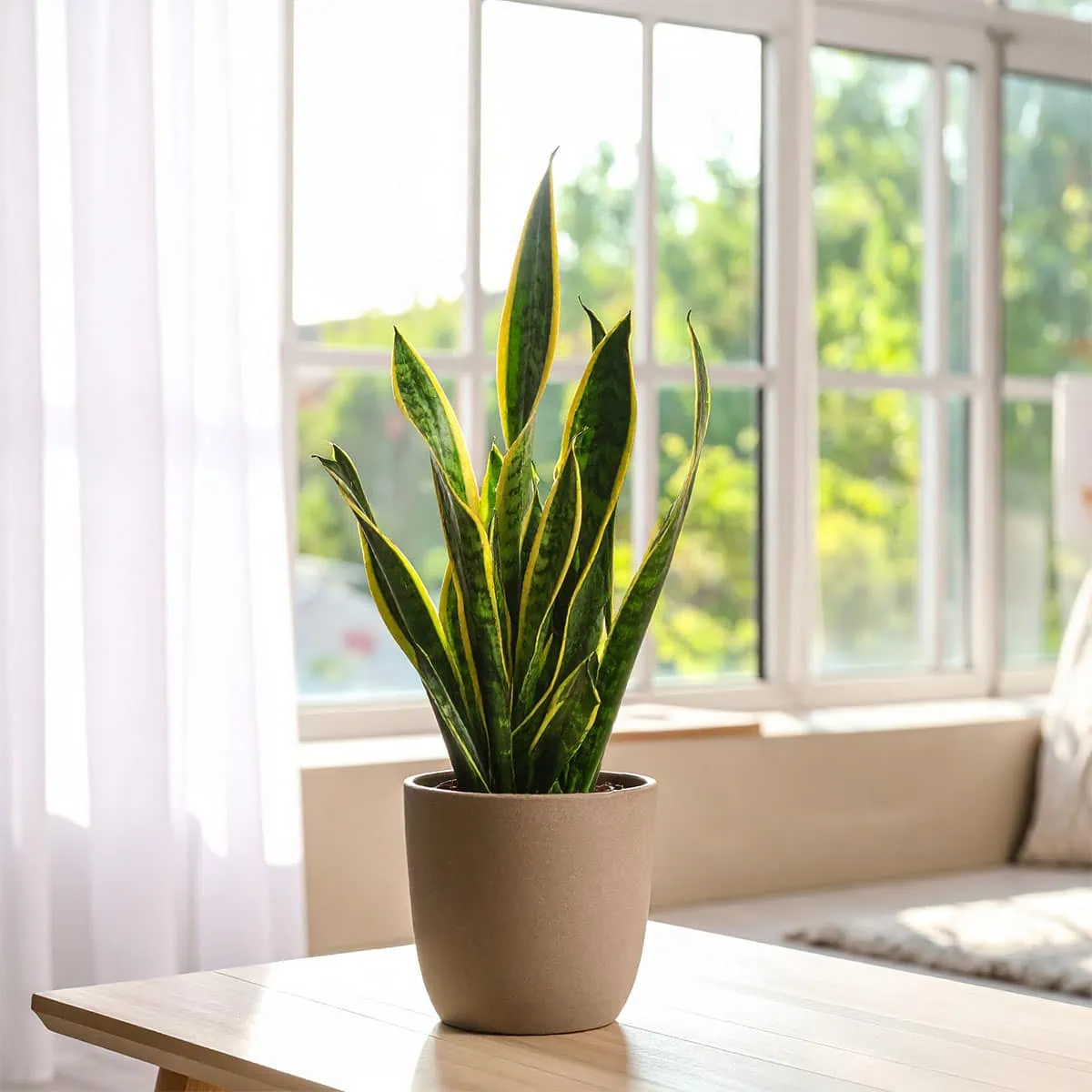 Snake Plant Care: 3 Core Steps for Flawless Growth