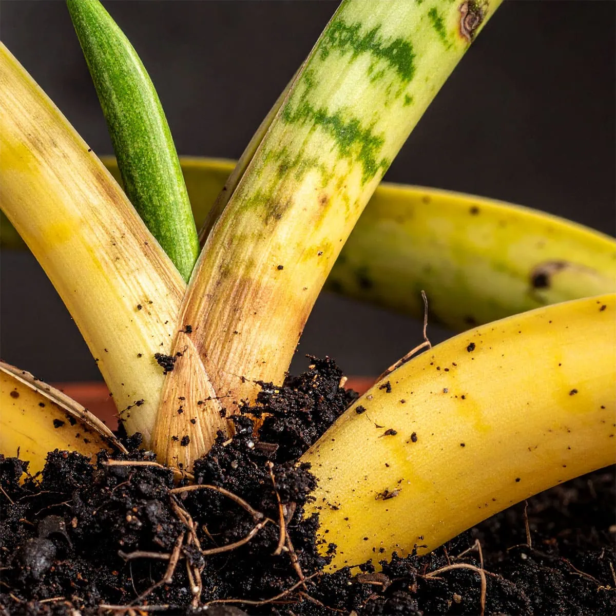 Snake Plant Care: 3 Core Steps for Flawless Growth