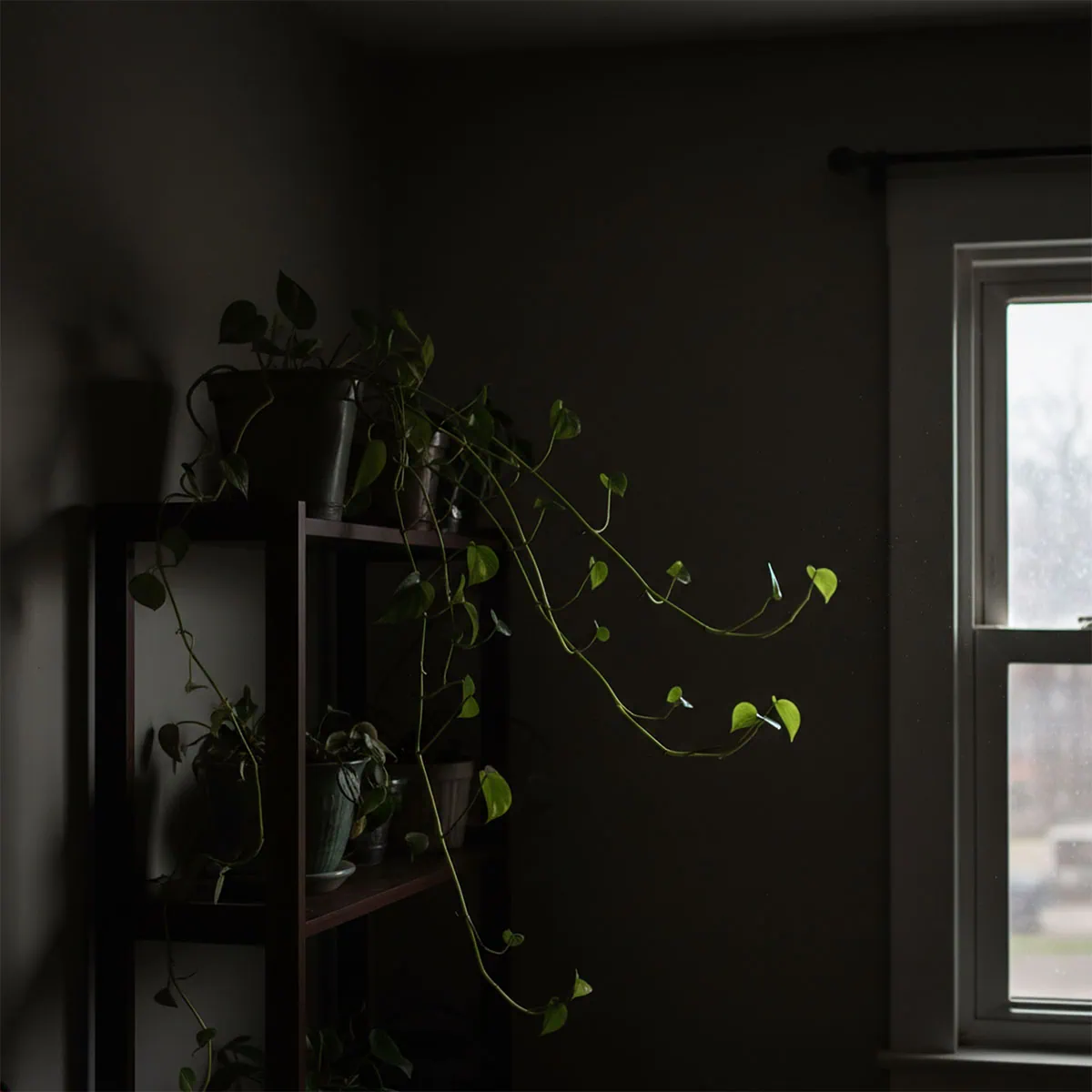 A plant stretching towards a window, explaining why is my pothos leggy due to low light.