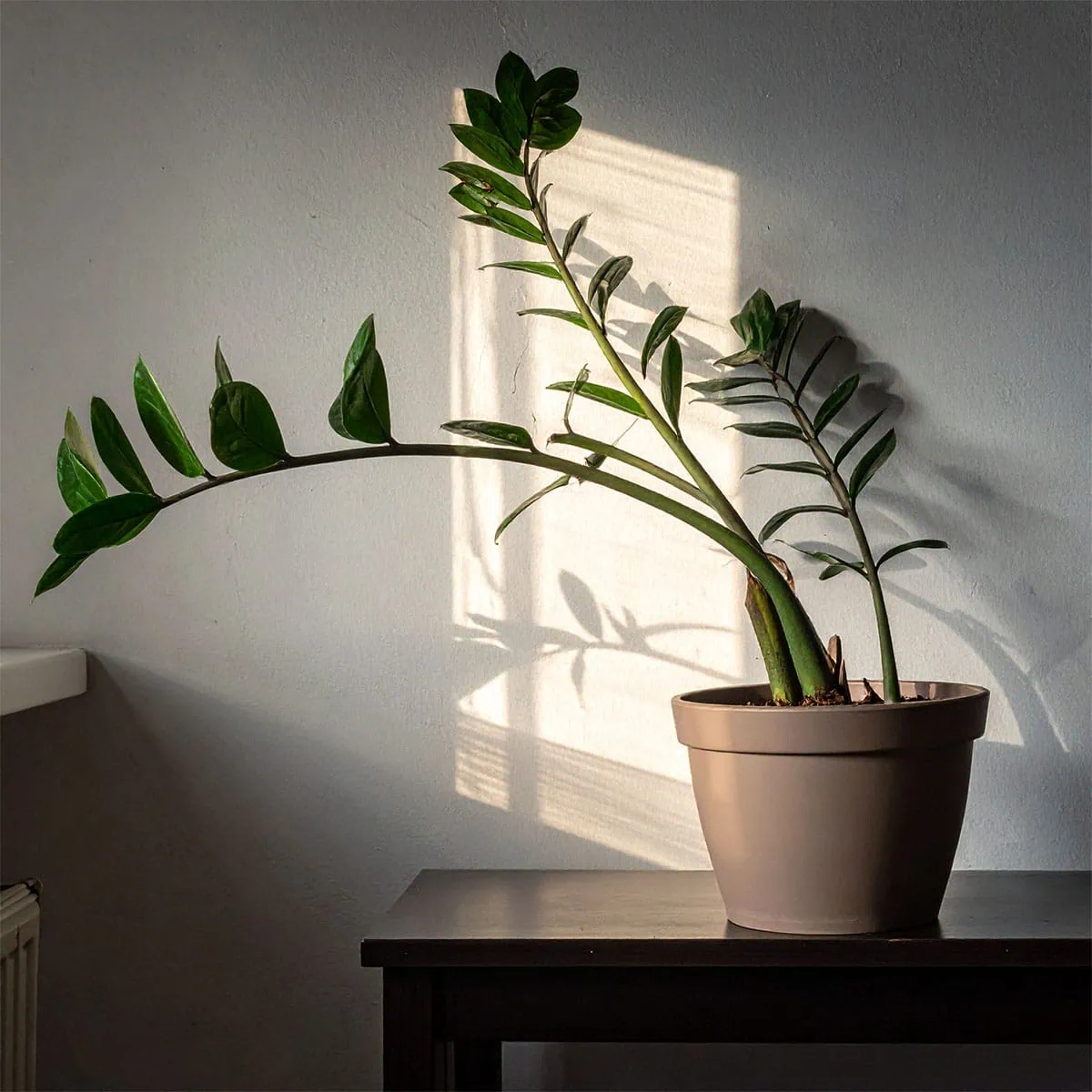 A photo showing a zz plant leggy stems that are long and thin with sparse leaves, stretching desperately towards a distant, small window, illustrating the 'desperation' symptom.