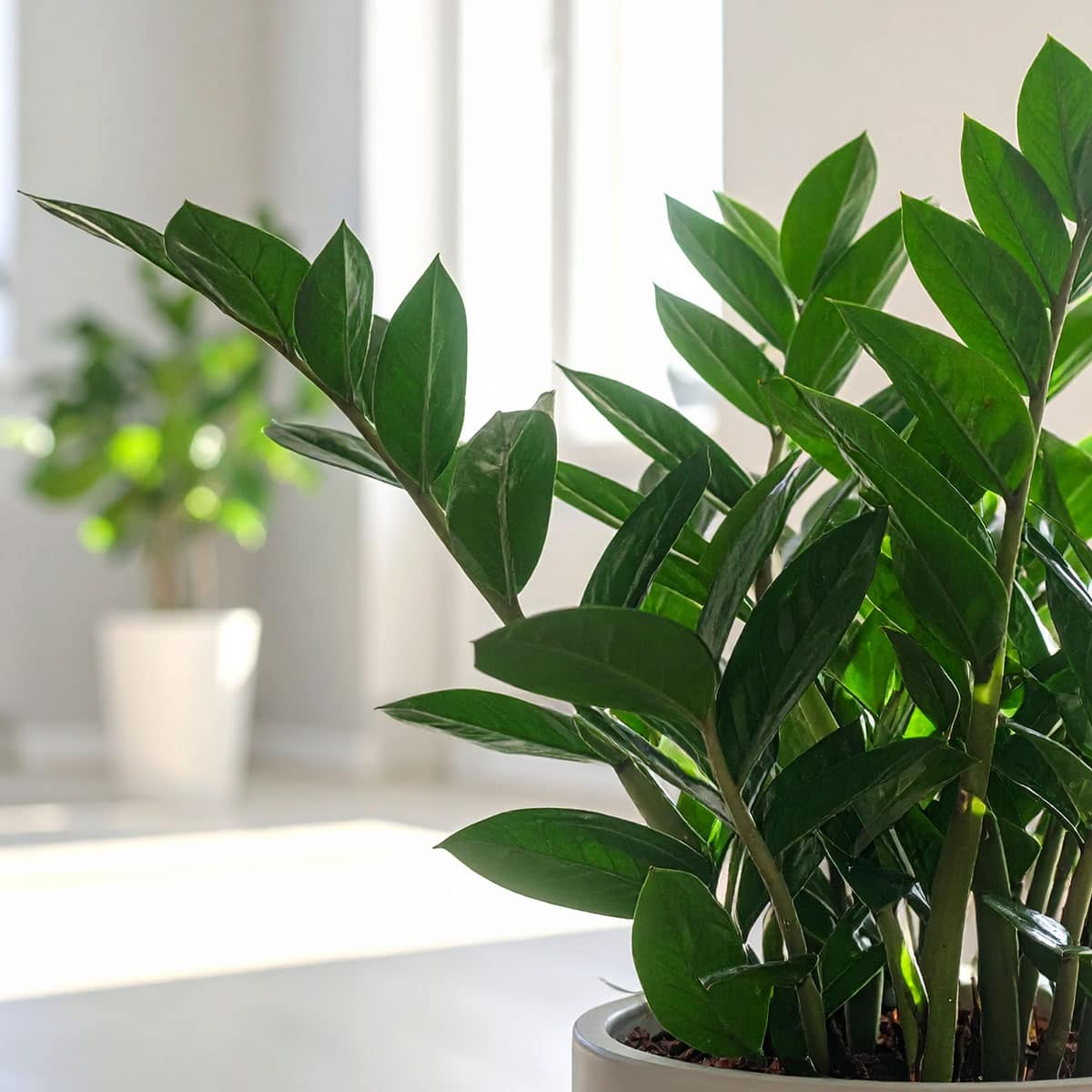 ZZ Plant Light Requirements: My 3-Zone Survival Guide (Proven)