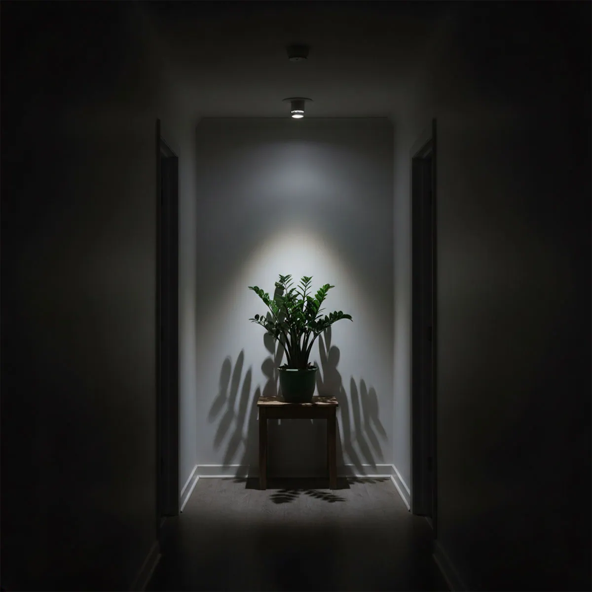 A photo of a ZZ plant in a very dark, windowless hallway, perfectly illustrating the 'Survival Mode' concept for a zz plant low light environment.