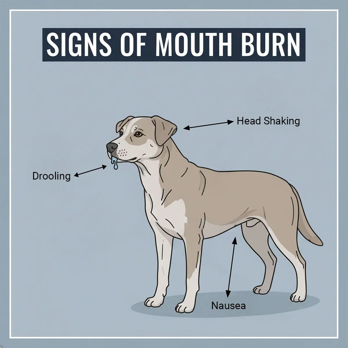 Is ZZ Plant Toxic to Cats and Dogs? 4-Step Emergency Protocol