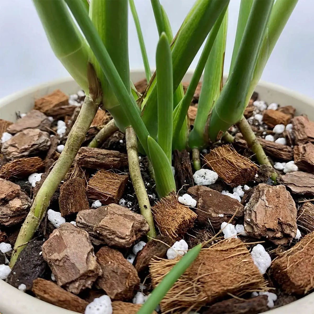 Best Soil for Monstera: 5-Ingredient DIY Mega-Chunk Mix