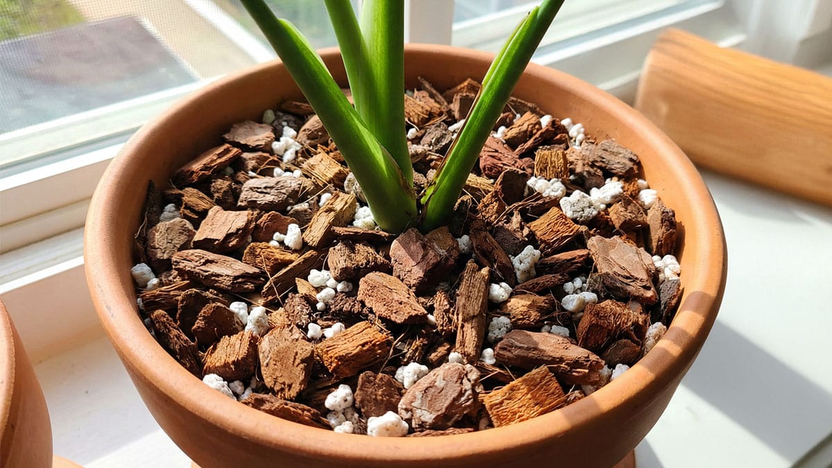 Best Soil for Monstera: 5-Ingredient DIY Mega-Chunk Mix