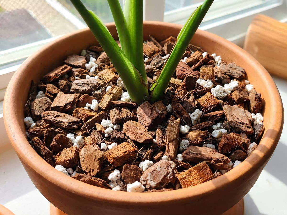 Best Soil for Monstera: 5-Ingredient DIY Mega-Chunk Mix