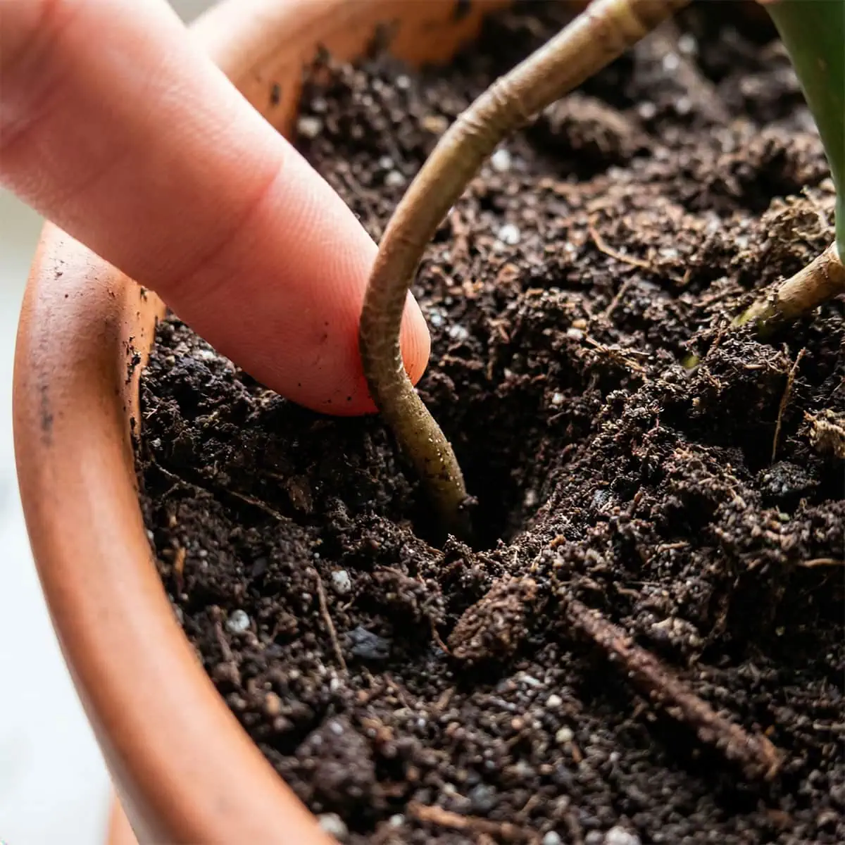 Monstera Aerial Roots: Cut, Bury, or Ignore? (3 Expert Ways)