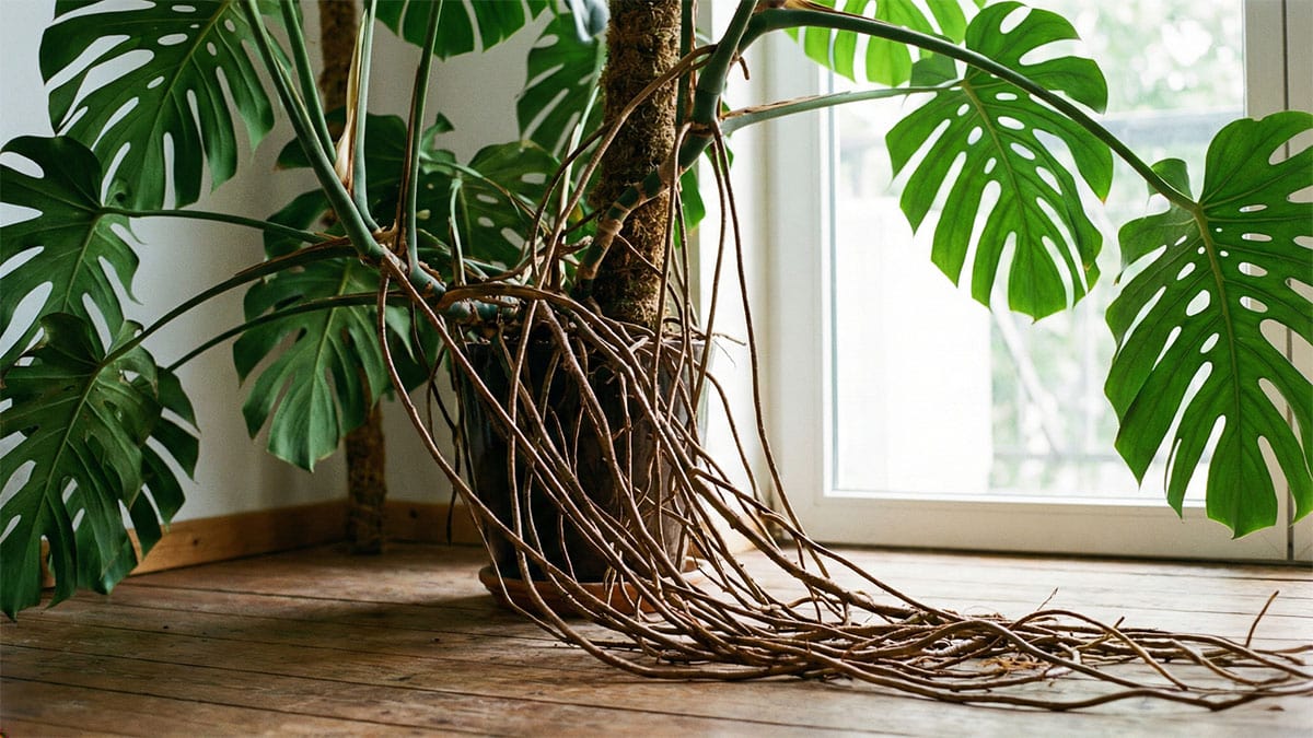 Monstera Aerial Roots: Cut, Bury, or Ignore? (3 Expert Ways)