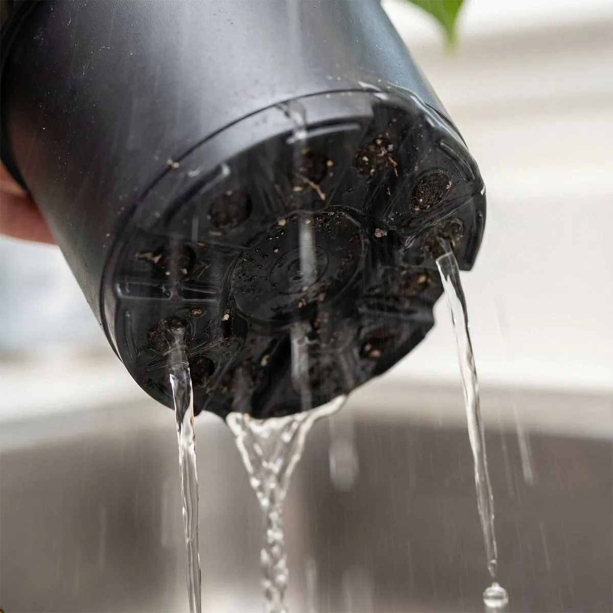 Water streams freely from the drainage holes at the bottom of a pot, showing that enough water has been applied, answering how much water for Monstera.
