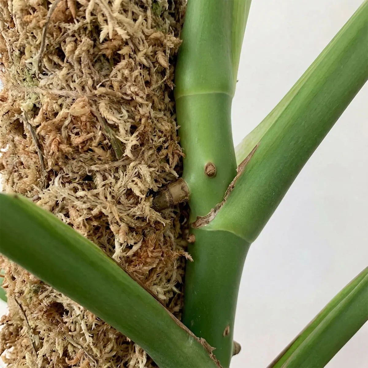 philodendron dragon 3-5 FT Philodendron Dragon Tail Pole