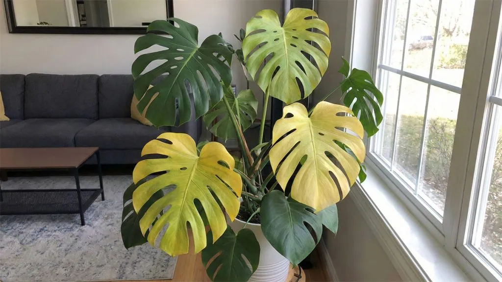 tissue culture philodendron Philodendron Caramel Marble