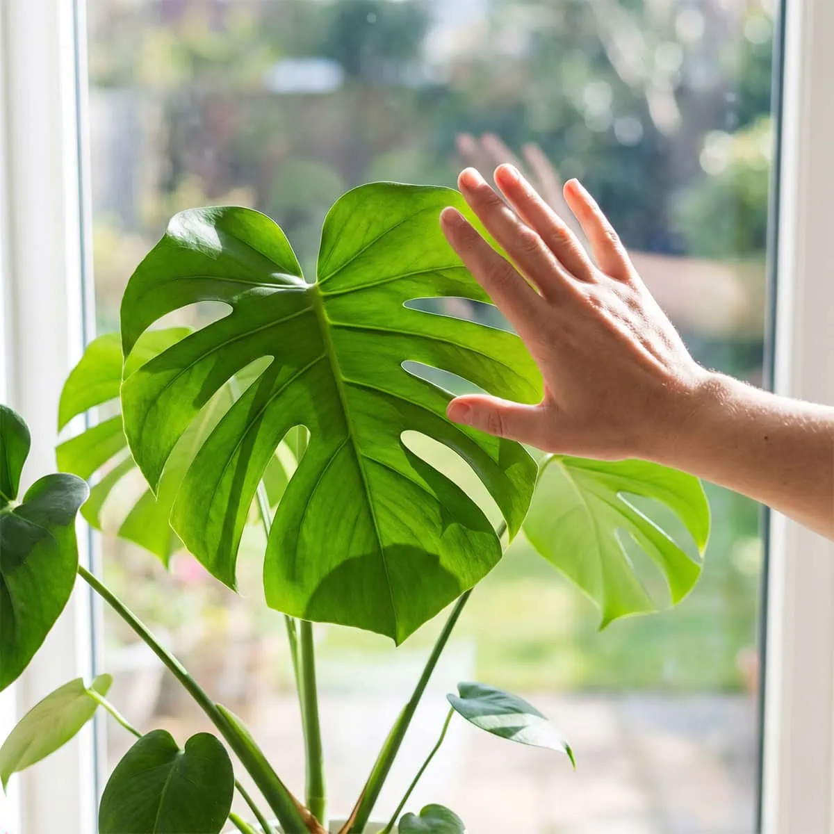How to Get Monstera Leaves to Split: 3 Expert Tips