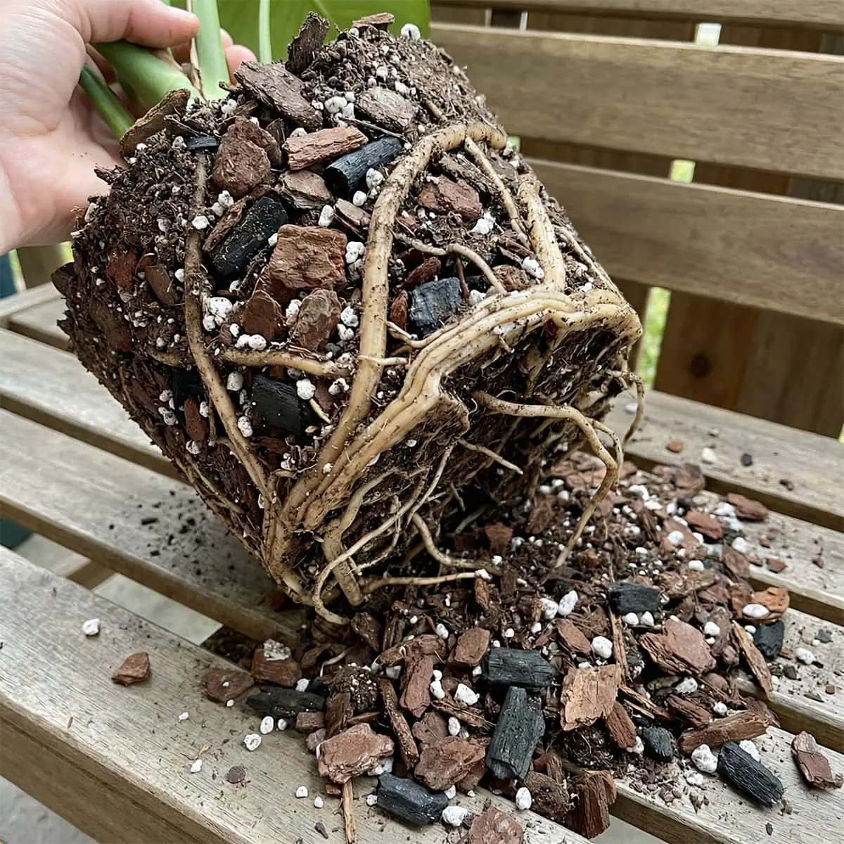 A root ball with extremely loose, chunky soil falling away reveals the need for aeration around the roots, a key aspect of understanding Monstera water requirements.