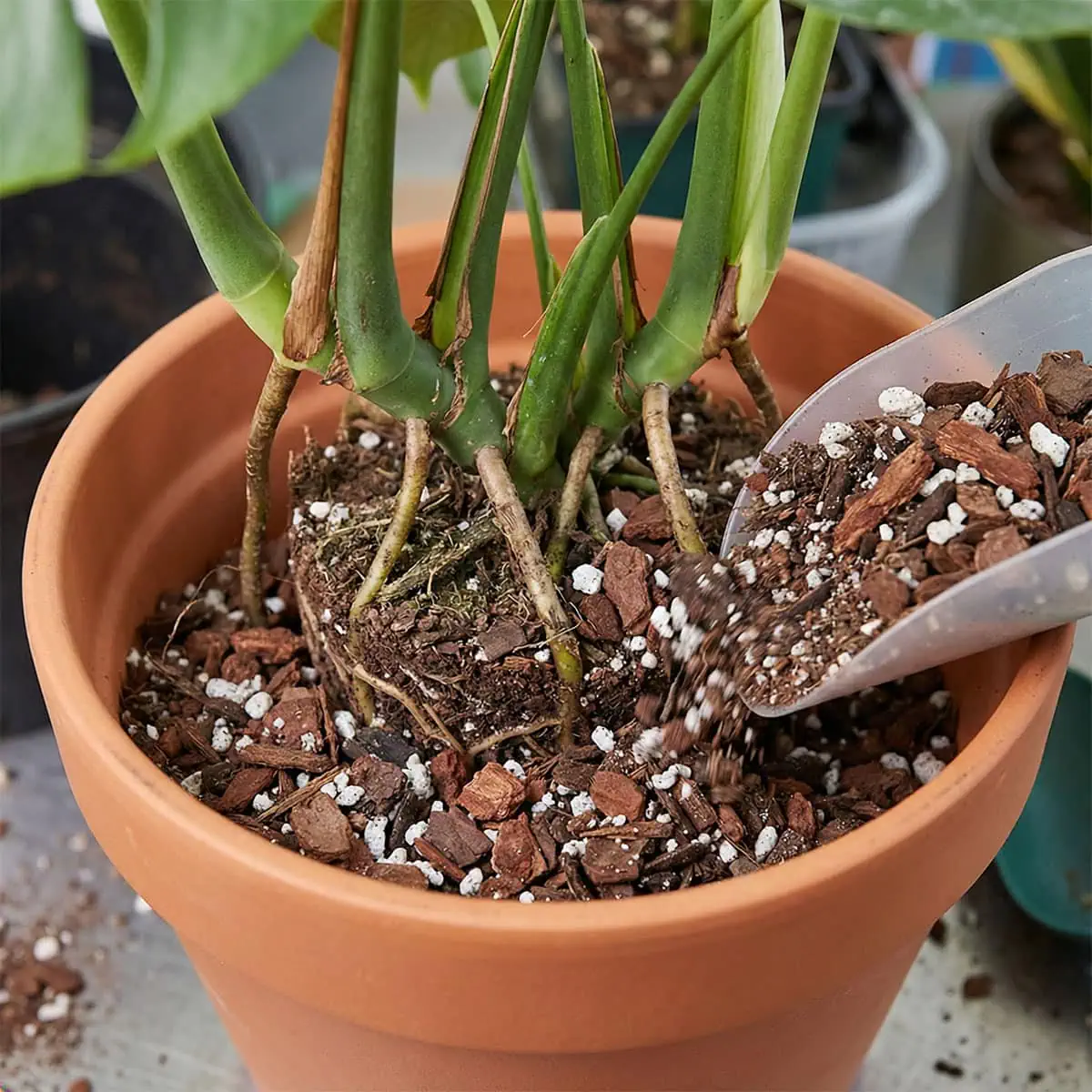 philodendron sonne Philodendron Rote Sonne – Secret Garden Plant Shop main image 1