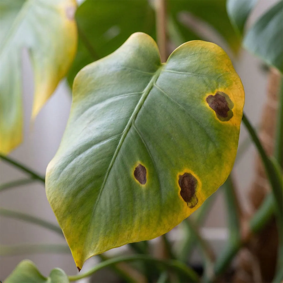 A close-up of a Monstera leaf showing yellowing edges and dark brown spots with halos, which are clear signs of overwatering Monstera.
