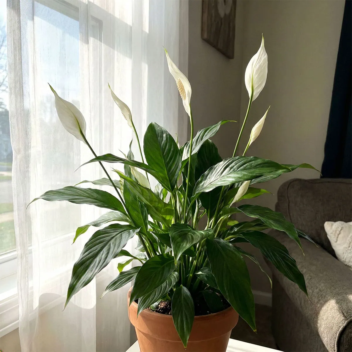 Peace lily plant with white blooms near a window with sheer curtains, illustrating the light requirements for a blooming peace lily plant.