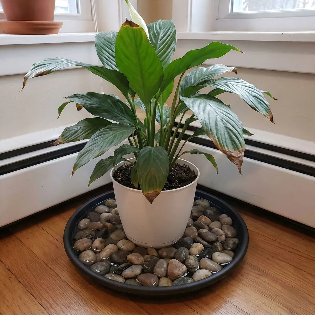 Peace Lily Brown Tips: 3 Proven Ways to Fix Ugly Leaves