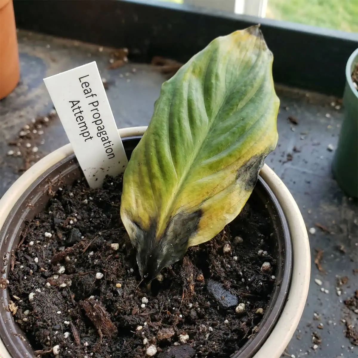Propagating Peace Lily: 2 Safe Ways That Actually Work