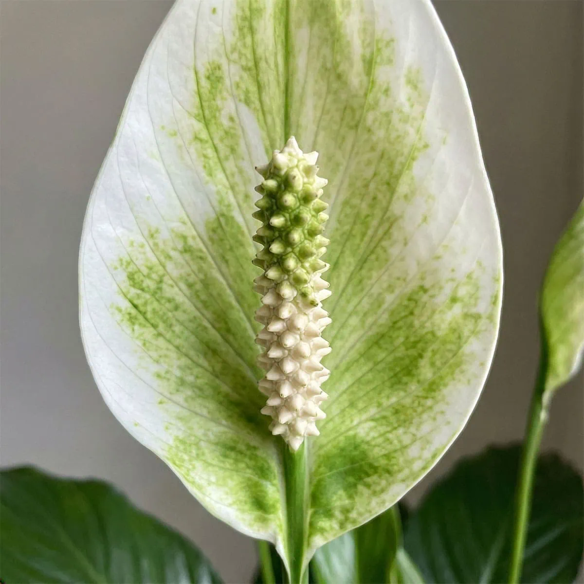Peace Lily Not Blooming? 5 Secrets to Trigger Flowers