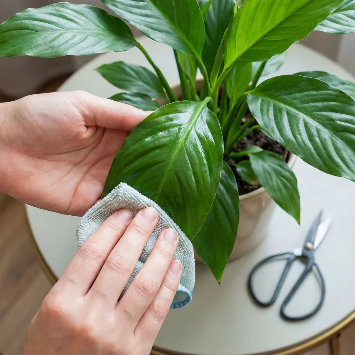 Person's hand wiping the glossy leaf of a spathiphyllum plant with a cloth, with pruning scissors nearby.