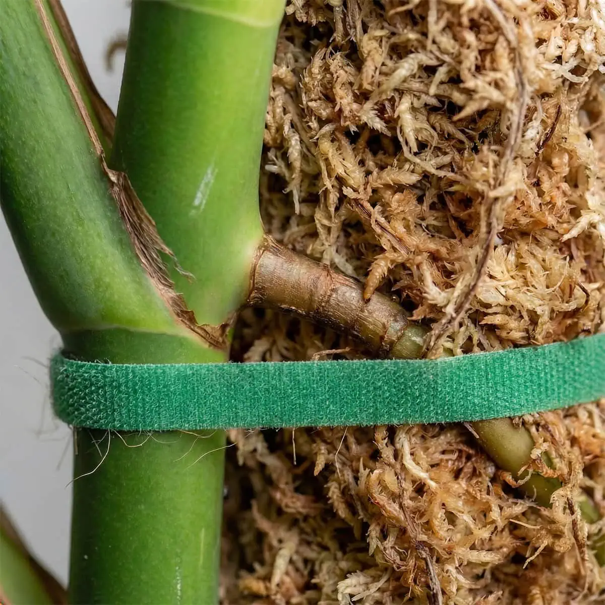 Monstera Deliciosa Care: 7 Essential Tips for Giant Leaves
