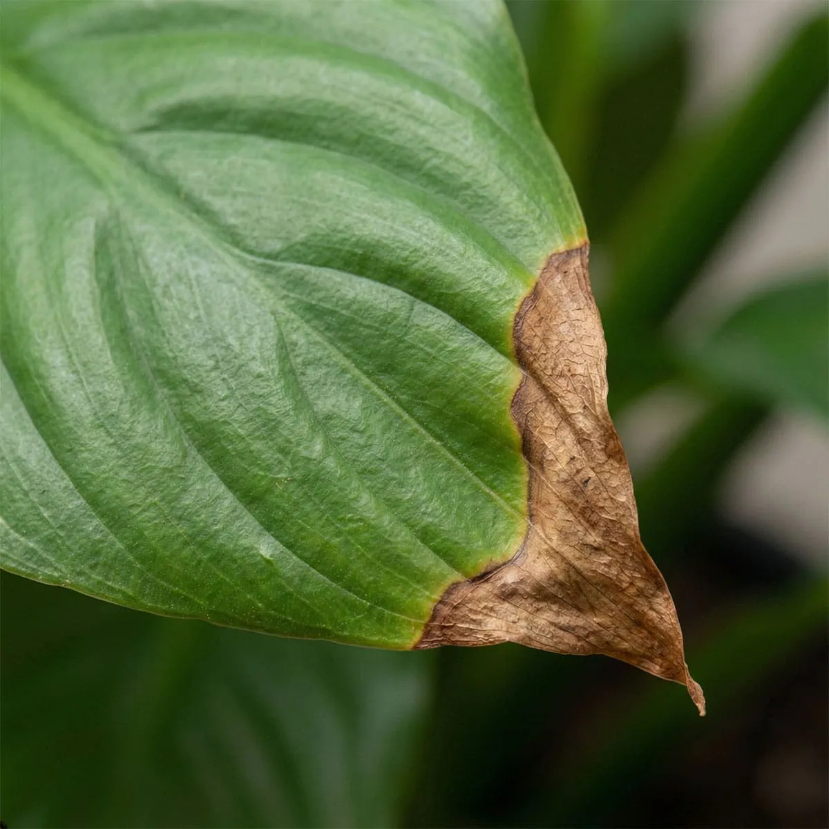 Peace Lily Care: The Only 12 Rules You Need to Know