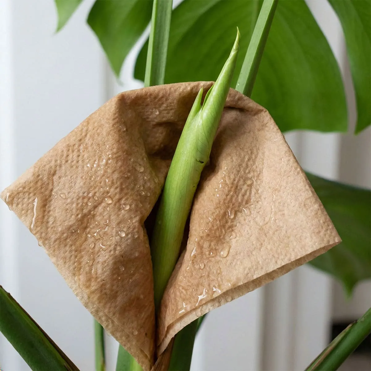 Monstera Deliciosa Care: 7 Essential Tips for Giant Leaves
