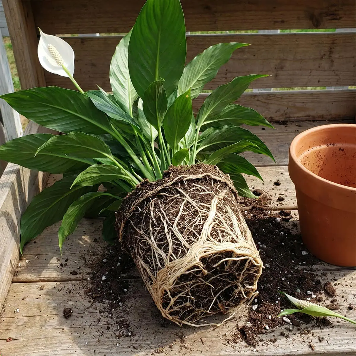 Peace Lily Not Blooming? 5 Secrets to Trigger Flowers
