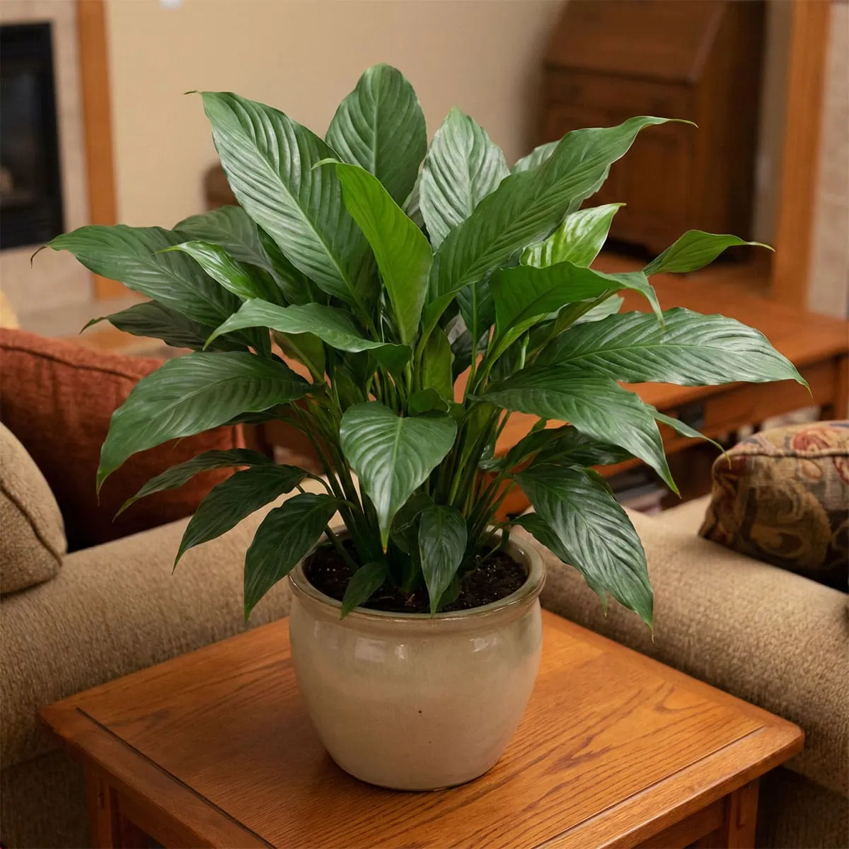 Healthy indoor peace lily plant placed on a wooden table in a warm living room, away from drafts.