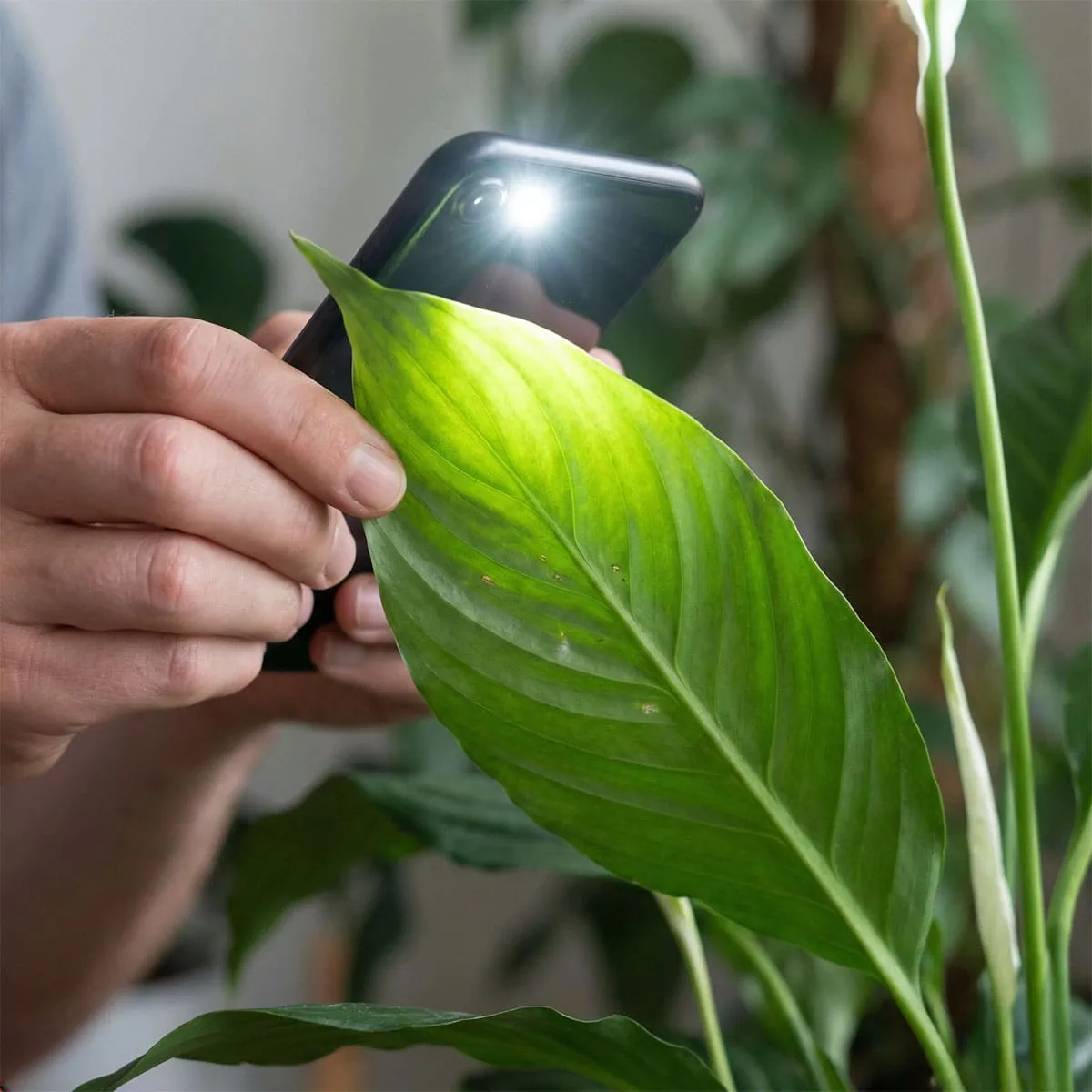 Common Peace Lily Pests: 3 Worst Bugs & Fixes