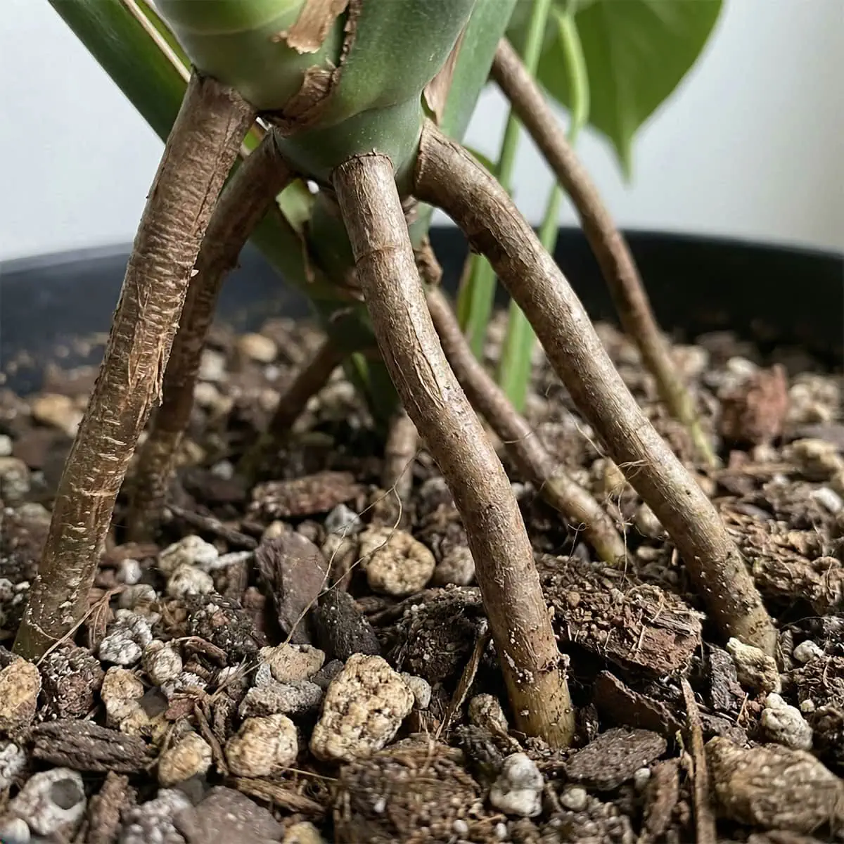 buy philodendron plant Philodendron Bandtianum – Exotic Tropical Plant – Available in 12 cm Pot –  Plantlovers