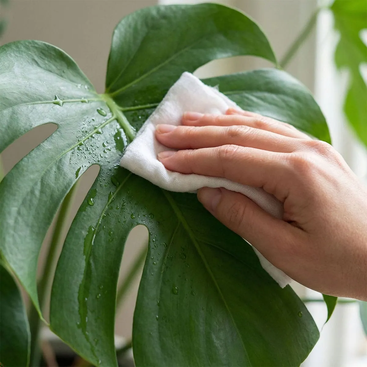 monstera plante Monstera Full Mint deliciosa borsigiana Variegata 
