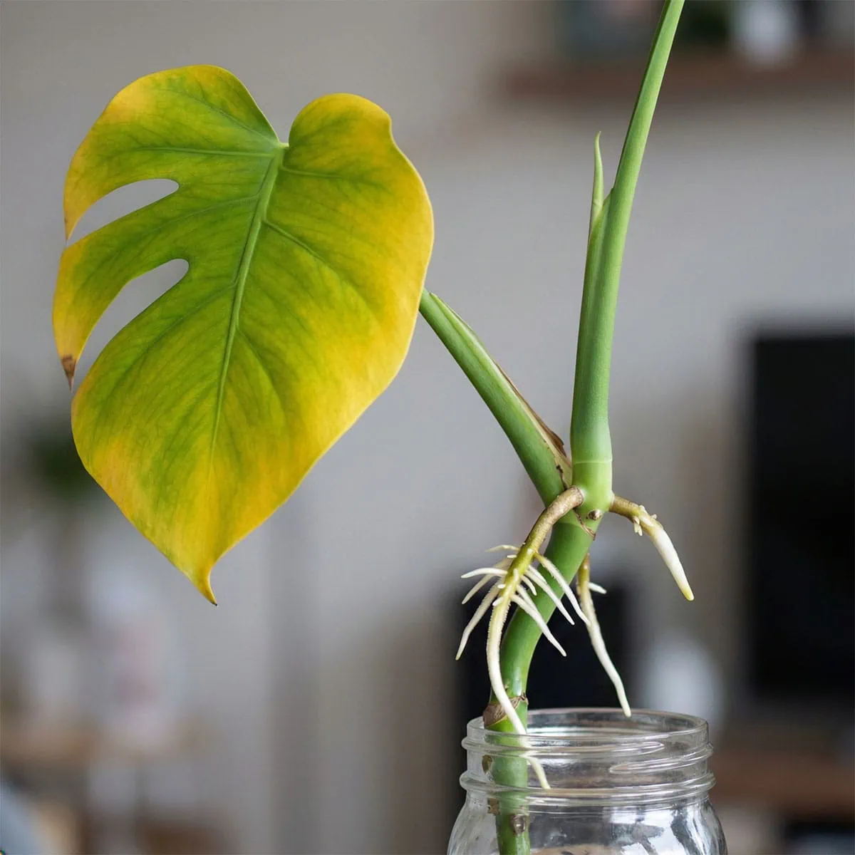 How to Propagate Monstera: The Reliable 4-Step Strategy