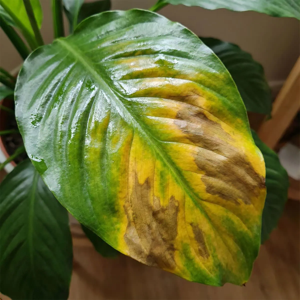 yellow leaves pothos Pothos Hawaiian | Golden Hawaiian main image 0