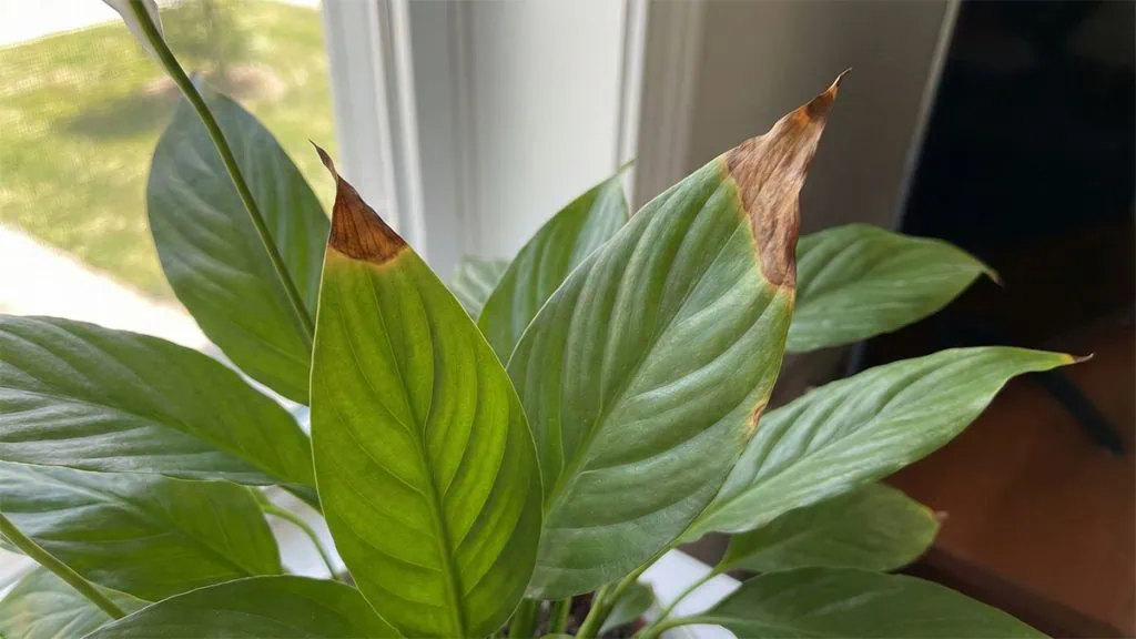 decora rubber plant 4