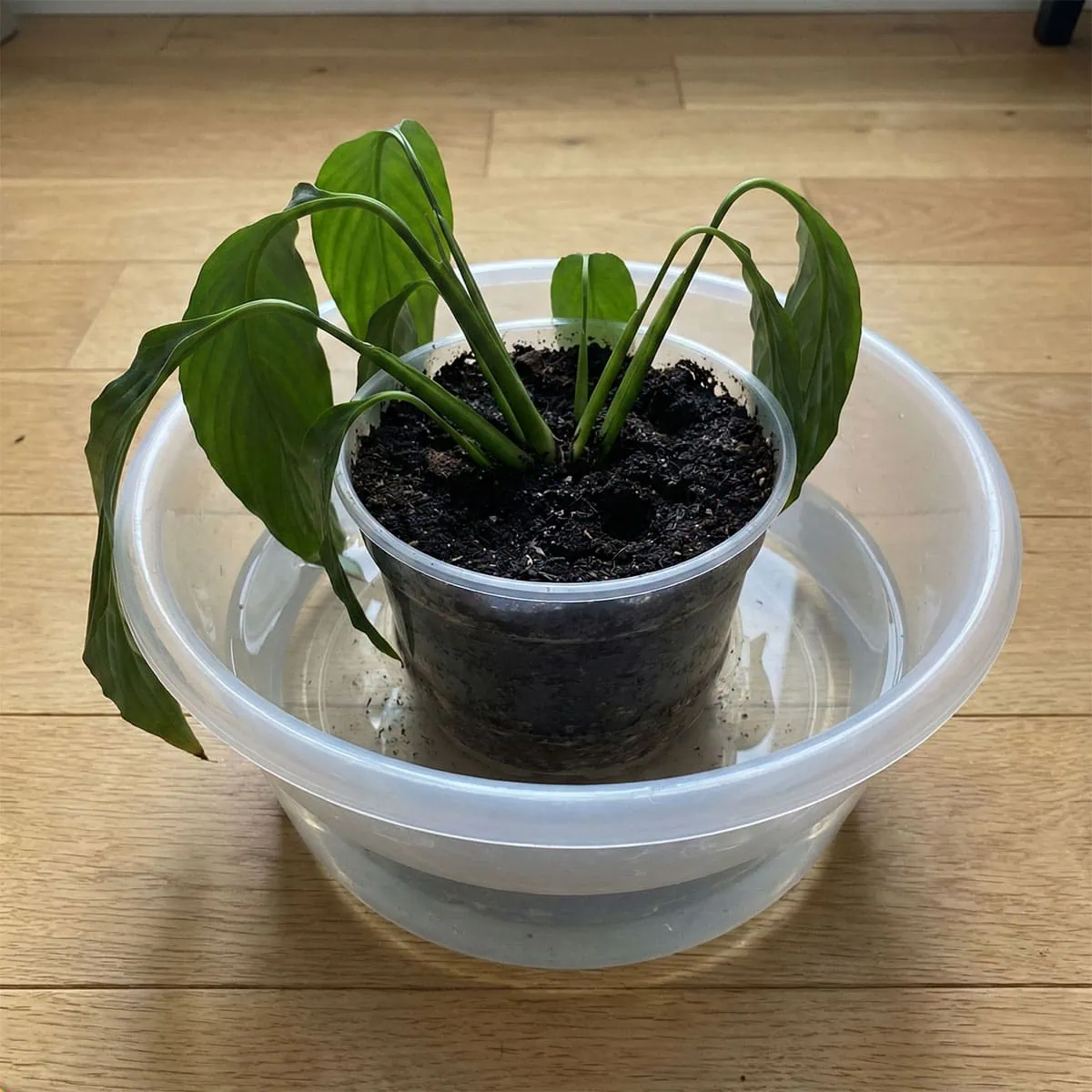 Peace Lily Watering Guide: 9 Secrets to Stop Drooping