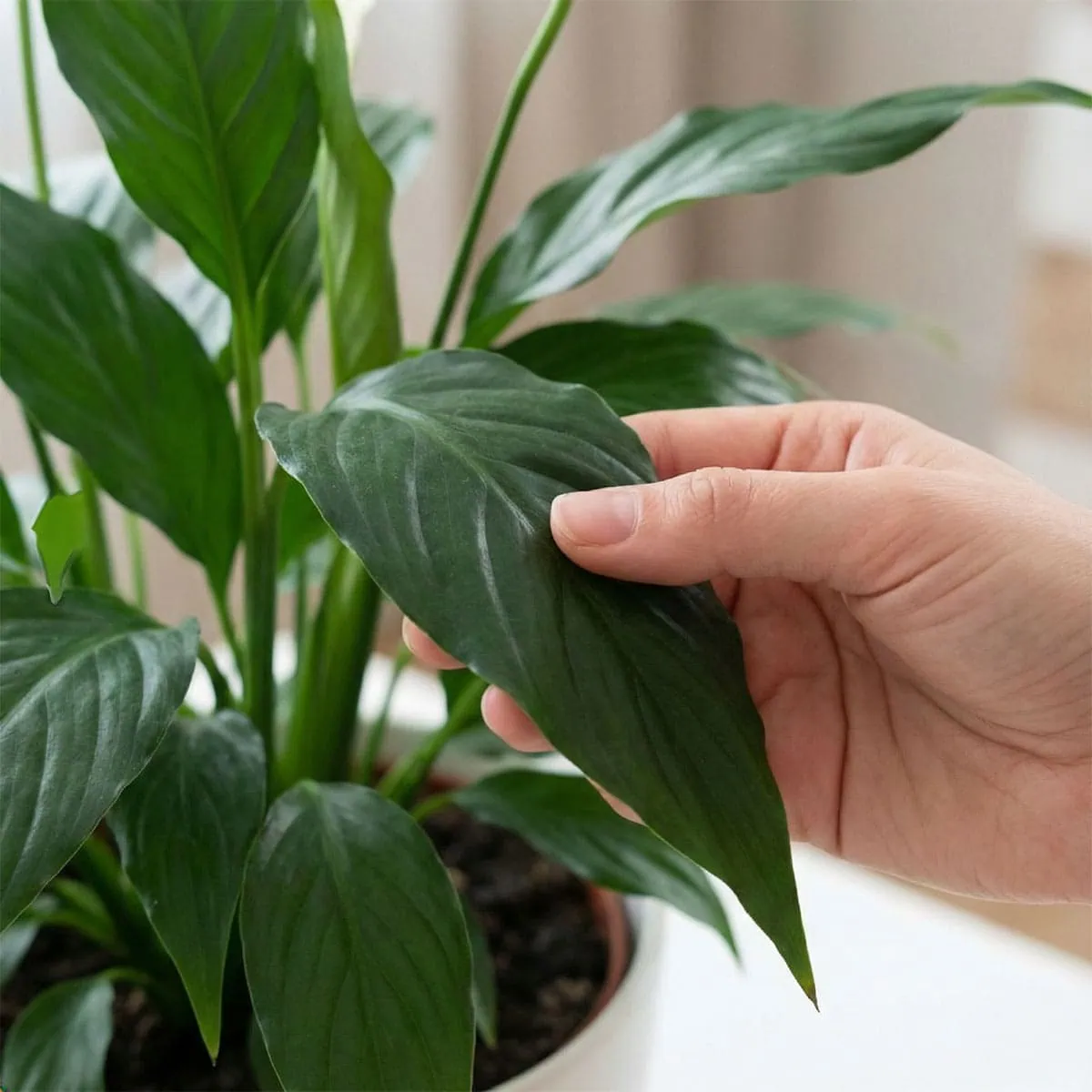 Peace Lily Watering Guide: 9 Secrets to Stop Drooping