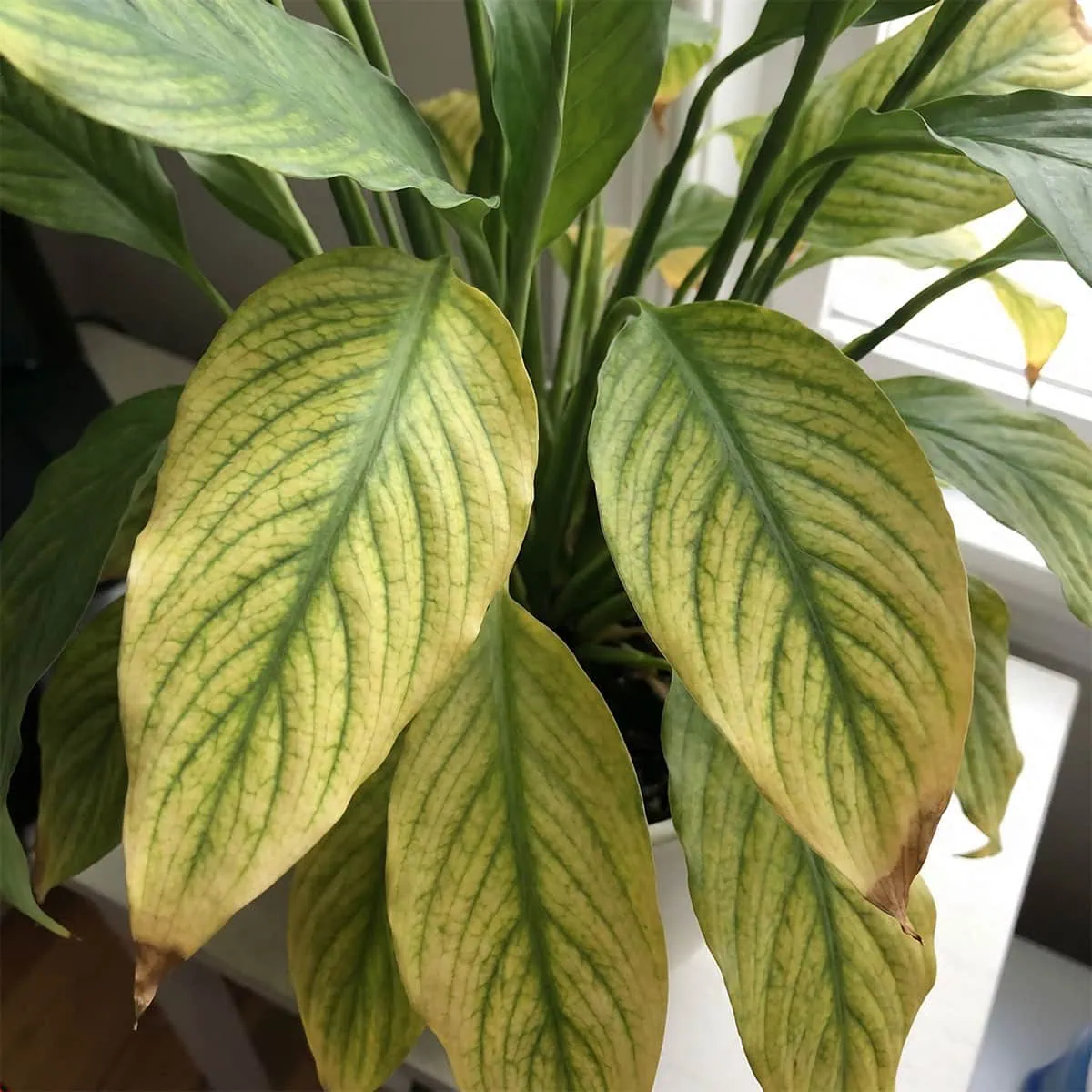 Peace Lily Yellow Leaves: 7 Proven Ways To Fix It