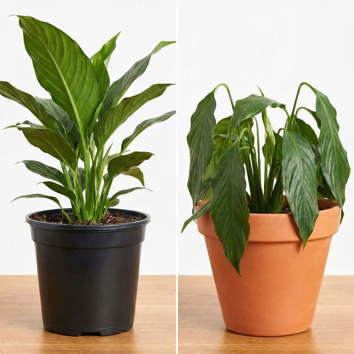 Best Soil for Peace Lily: 3 Simple Ingredients for Huge Blooms