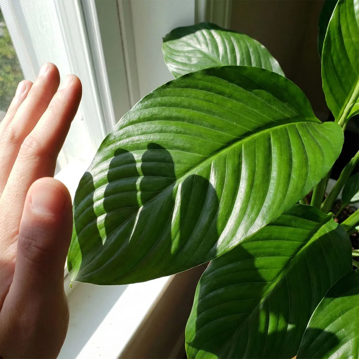 Distinct, crisp shadow of a hand cast onto a green leaf, demonstrating the ideal peace lily light requirements test.