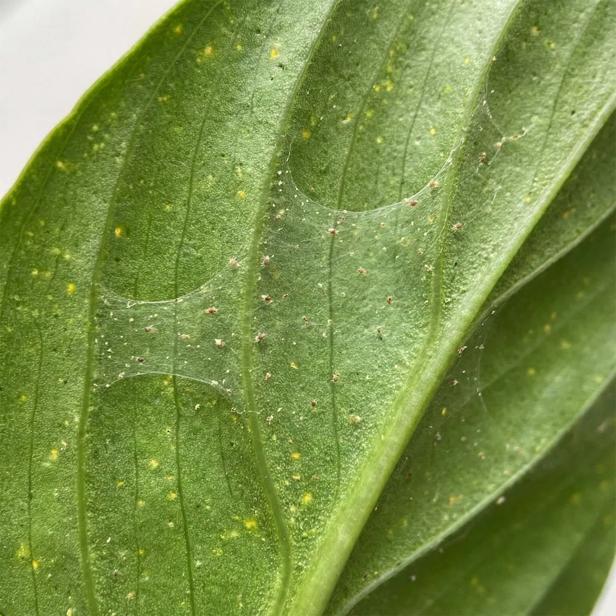 Common Peace Lily Pests: 3 Worst Bugs & Fixes