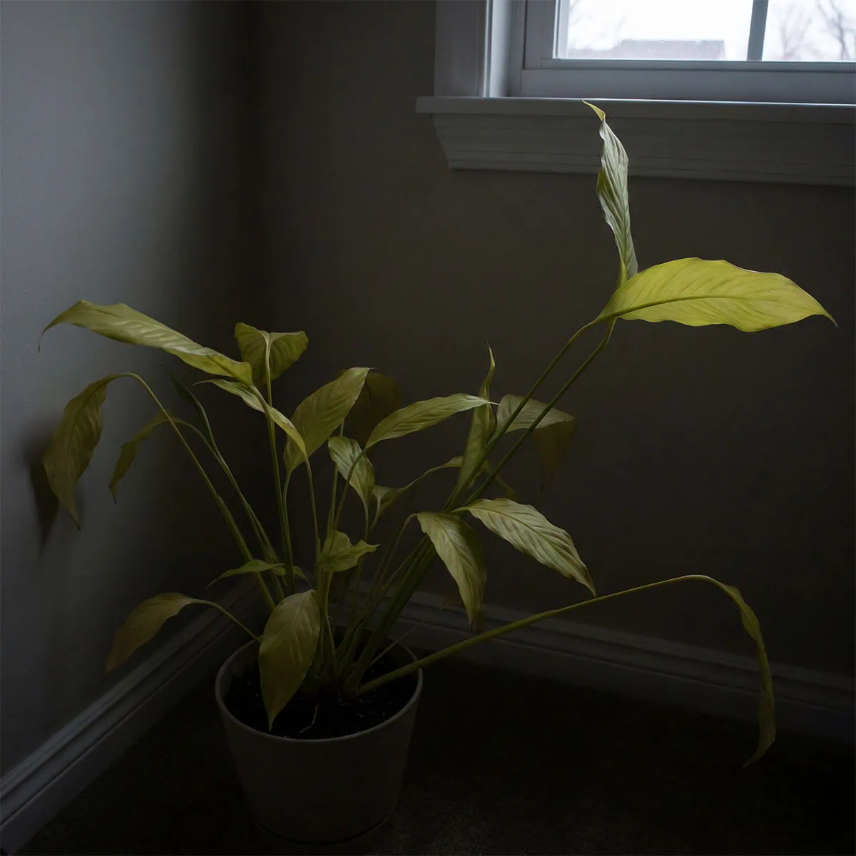 Peace Lily Yellow Leaves: 7 Proven Ways To Fix It